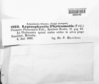 Leptosphaeria phyteumatis image